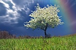 rainbow tree